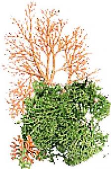 ARBOL COMPLET/Full Tree EOL